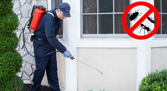 Sinop Kemirgen İlaçlama böcek ilaçlama ve haşere kontrolü — ilaclama-tr.com